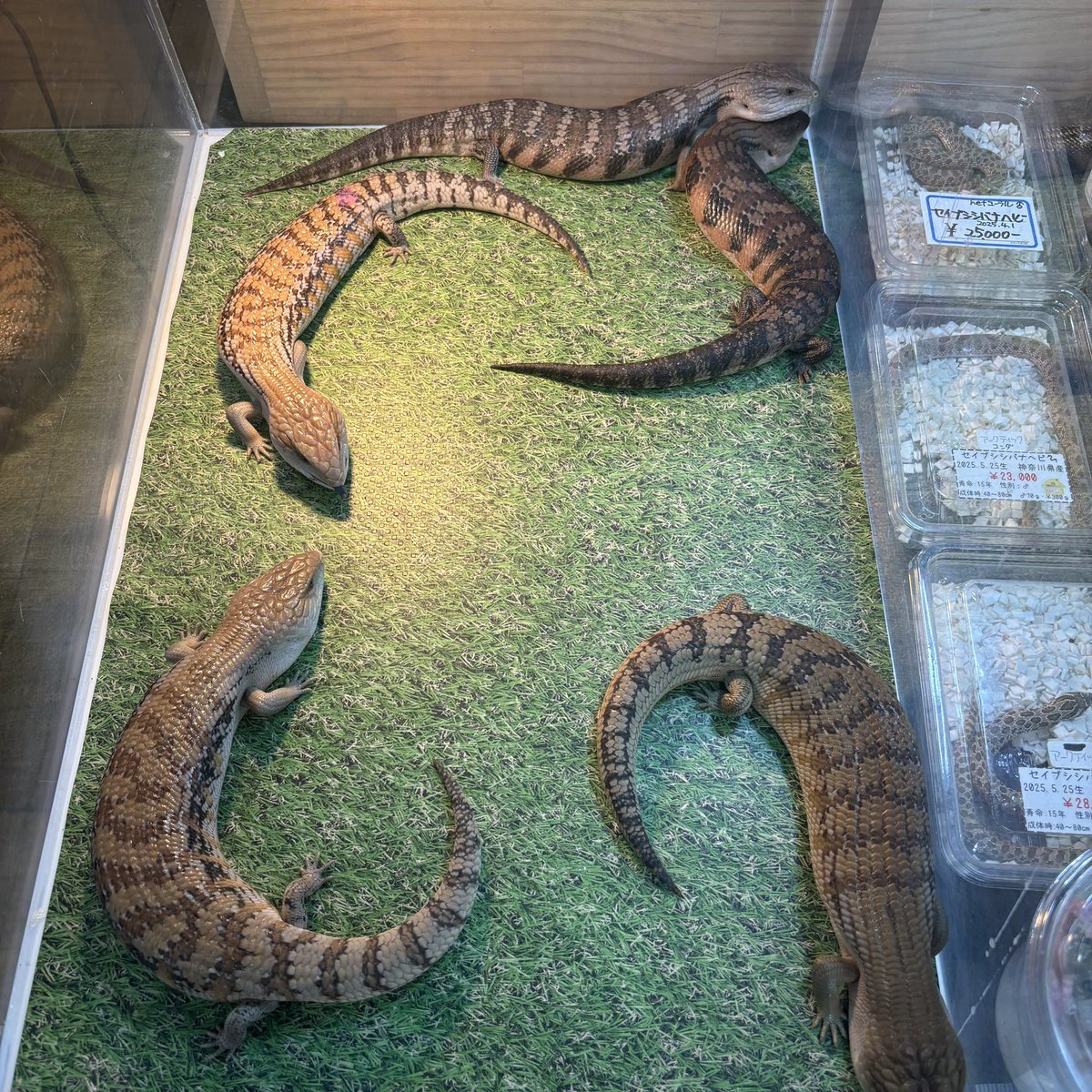 アニマルハウスももれっぷ　3月15日エキスポスーパーアリーナ出店 tweet media