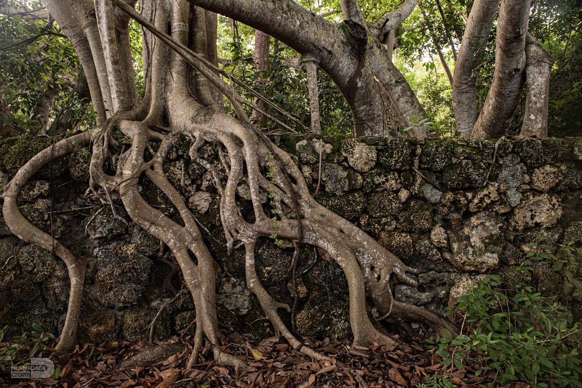 MiamiDadeCounty's tweet photo. We’re really rooting for this tree. #OurCounty https://t.co/nrlLrdTHgg