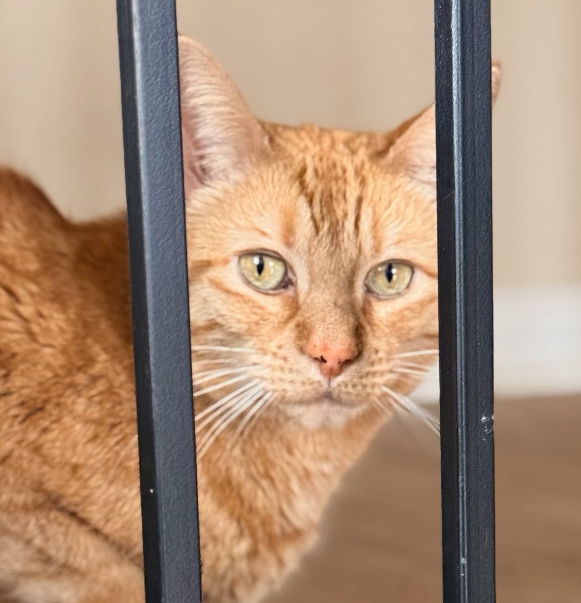 hi I’m Hank tweet media