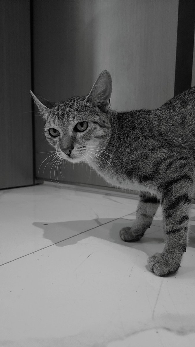 Dr. Emrld tweet media