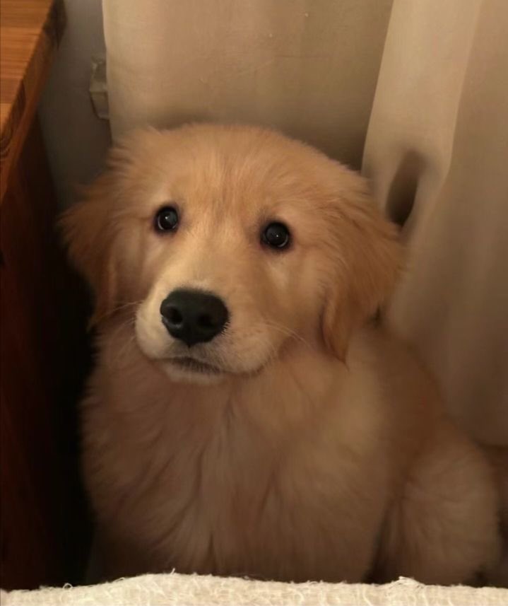 jamado0's tweet photo. 🧧เเจกค่าหนม1000/10คั้บ🧧
🛎️กติกา รีทวิต+เฟบ+ฟอล+
เมนชั่นเลือก🐕‍🦺or🦮
✅สุ่ม19:00ค้าบบ https://t.co/L3IDWtaBZj