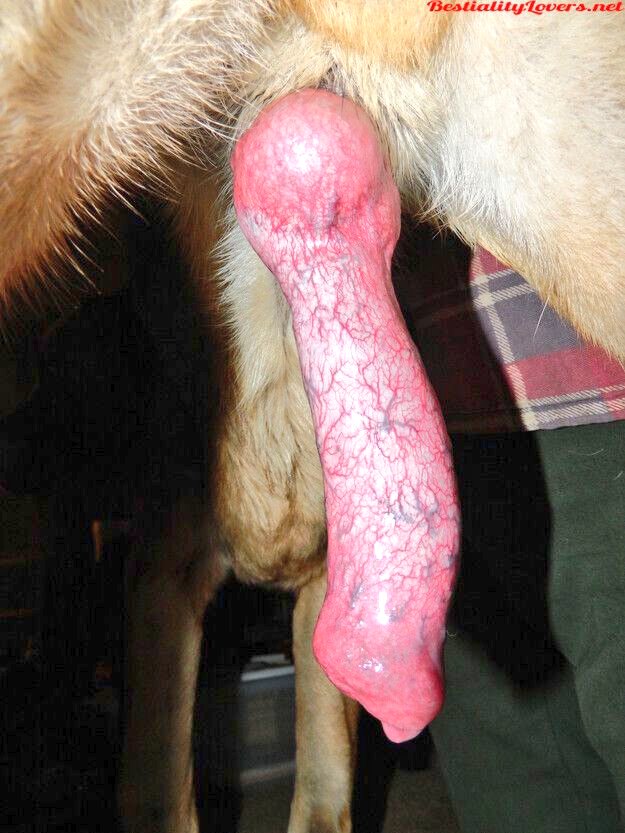 CandydogknotinX's tweet photo. Love🥰 is a four leg🐾 word and every tail😻 wagging tells a story😁 of love😘 and extreme connection.
Click the link below to join my telegram channel and ask for menu
https://t.co/uVjkZLoZKy 💌 https://t.co/p0NVmBFpEH