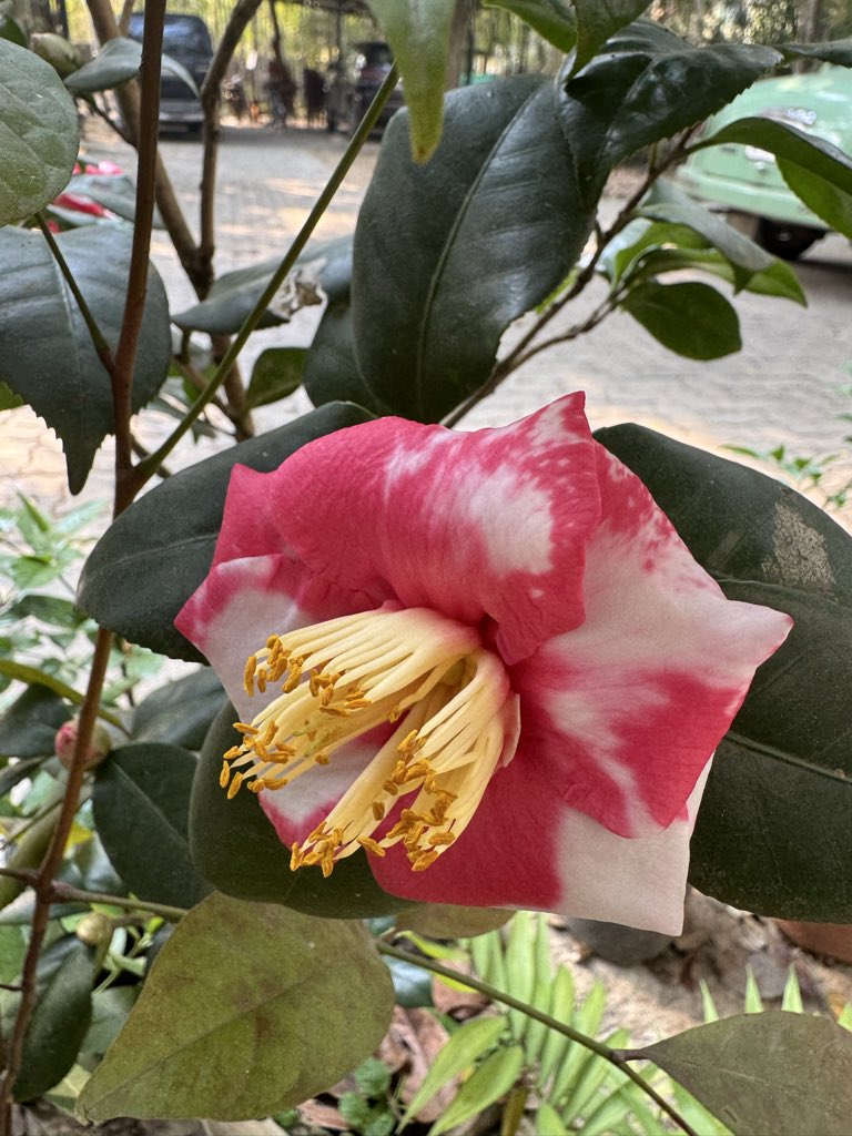 Mrinal_MLA's tweet photo. #FlowerIdentification
Camellia japonica.
ৰাতিপুৱা ফুলৰ হাঁহি
Morning smile of flowers
#MyGarden https://t.co/SSahWIRZma