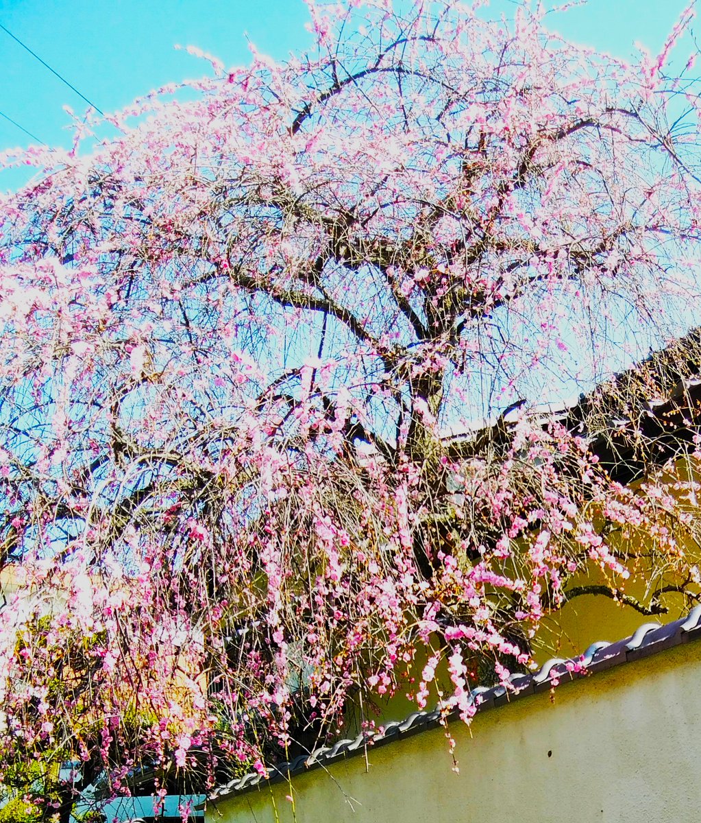 hdemu's tweet photo. 散歩中に見かけた民家の梅
散歩に出花咲か爺の気分です https://t.co/hAfus2tdzo