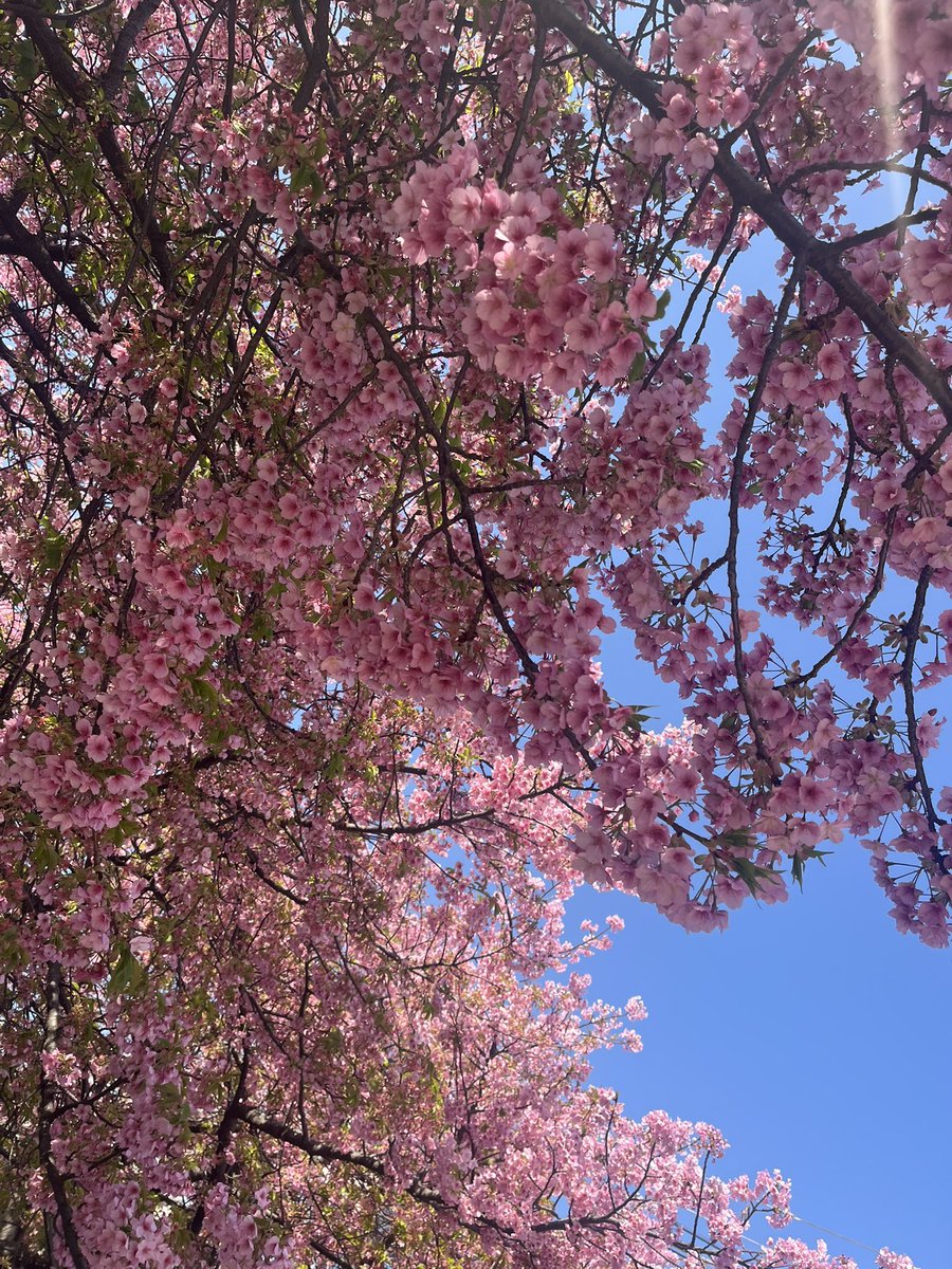 pei_ta_3's tweet photo. 見頃は先週……だったかな💦

#三浦海岸桜まつり #河津桜 https://t.co/o0TEPLhAUu