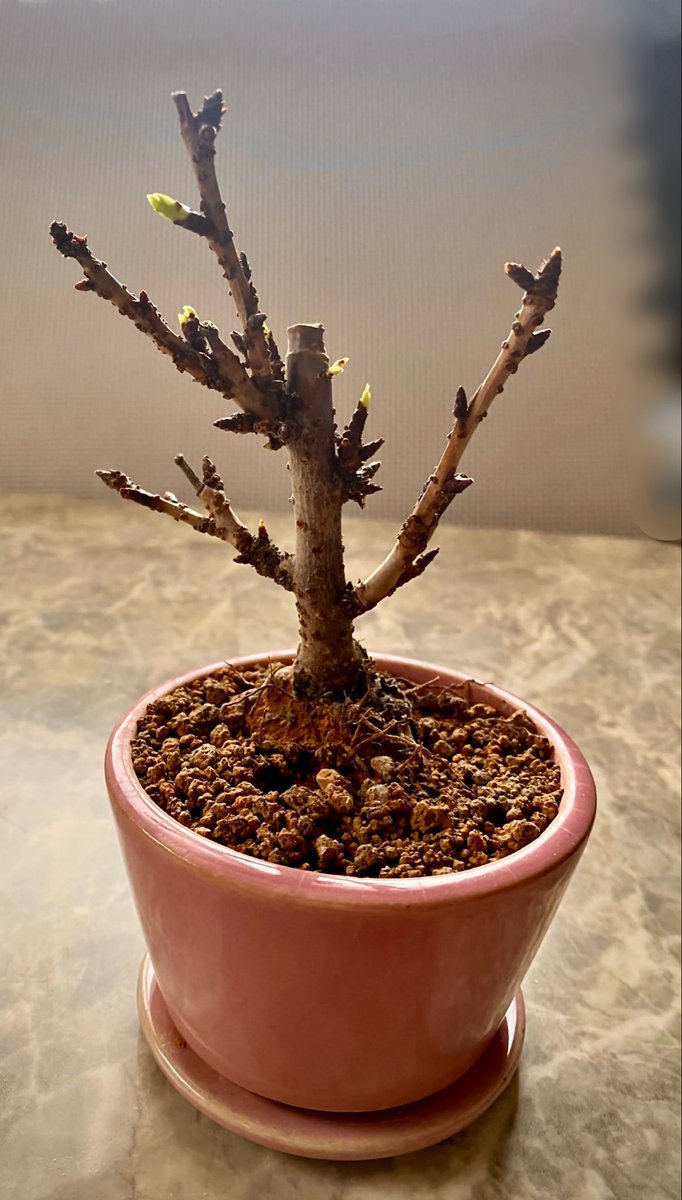 先週、運命を感じて買った桜の鉢植え 「さくちゃん🌸」 陽当たりのいい