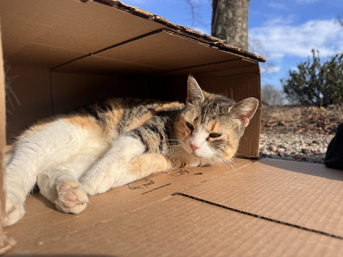 brookecannon23's tweet photo. Ordered something from @amazon.
Mitsy ordered the box. 📦😸

Huge thanks to Amazon — she’s now excited for both Amazon and @Chewy deliveries! 🥰 https://t.co/ddN9vtUE3s