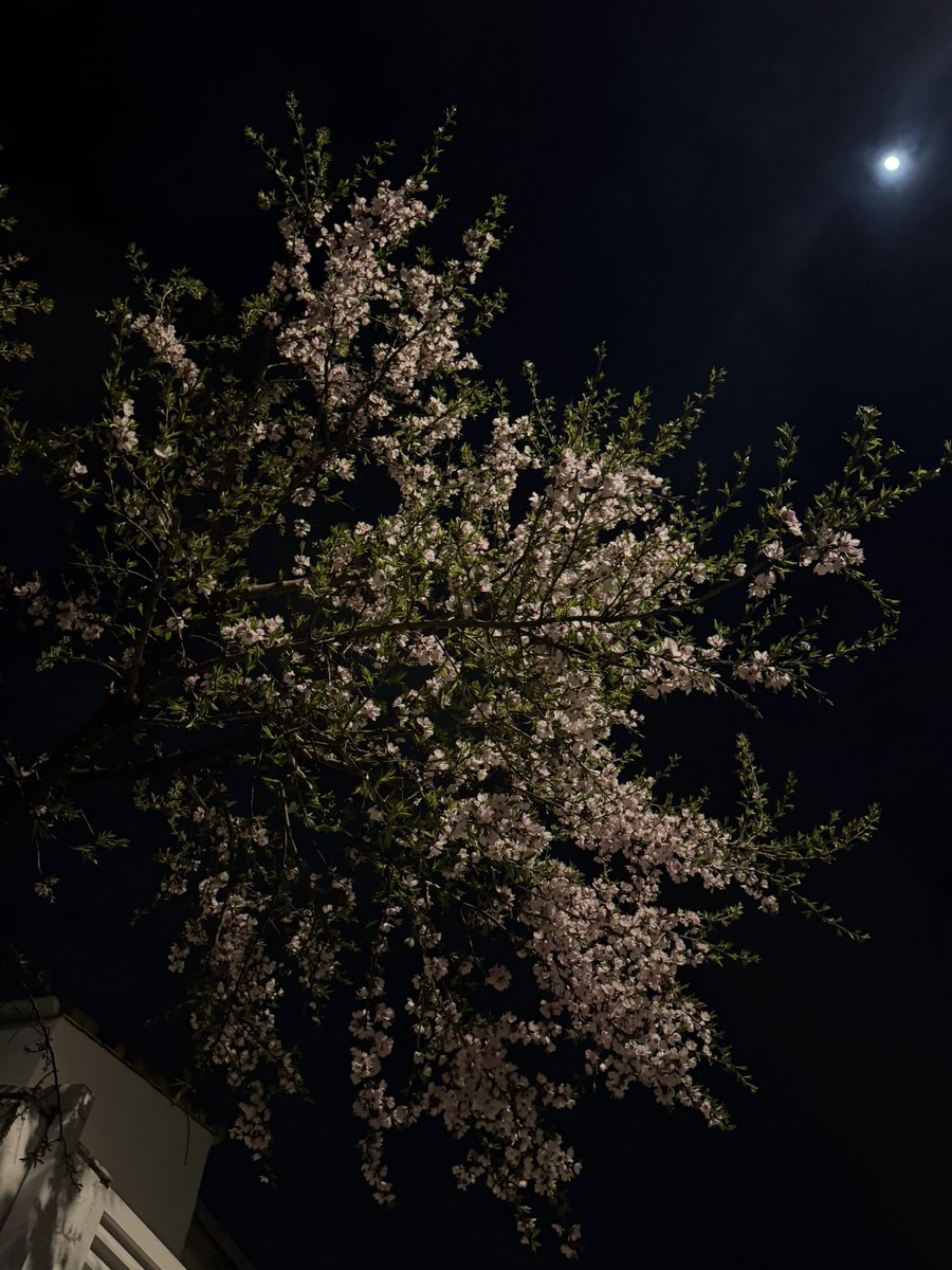 Went on a walk as the clock struck midnight on march 1st. Spring is here and winter can rot forever