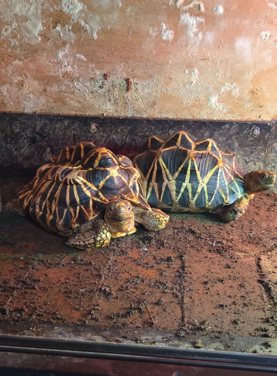 亀道 (@VWpdguQdrs6qcUl) / Posts / X