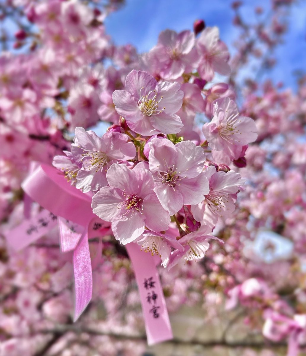 青い鳥 ✨幸せを運ぶ✨ (@aoitori0510) / Posts / X