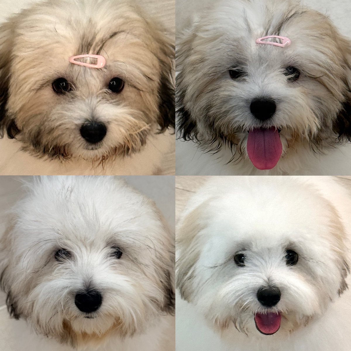 점점 🐶 하얘지는 🐻‍❄️ 건 내 기분 탓인가?