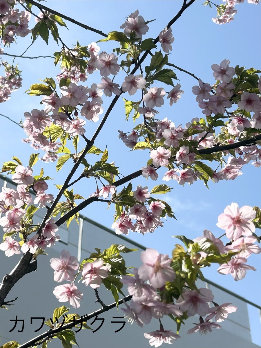 今日もアトリエオープン！
アトリエにいますᐕ)ﾉ

3月になりましたね🌸
3月もよろしくお願いします🙏

帰省するといつも駅まで来てくれるかわいい甥っ子
卒業おめでとう
（´-`）.｡o()