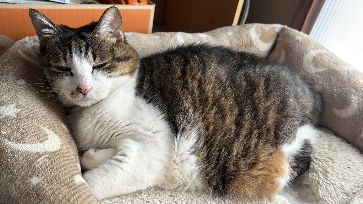 たけし先生(シニア猫チビチビの飼い主) tweet media
