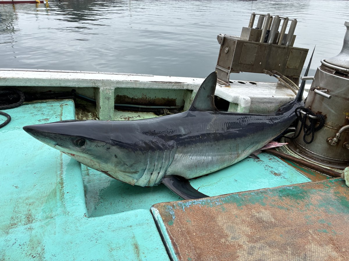 お隣の定置船にはアザメが🦈