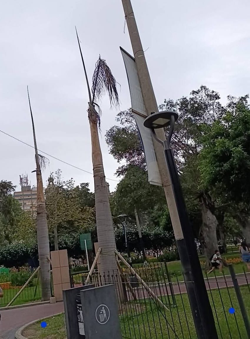 Revocatoria Miraflores tweet media