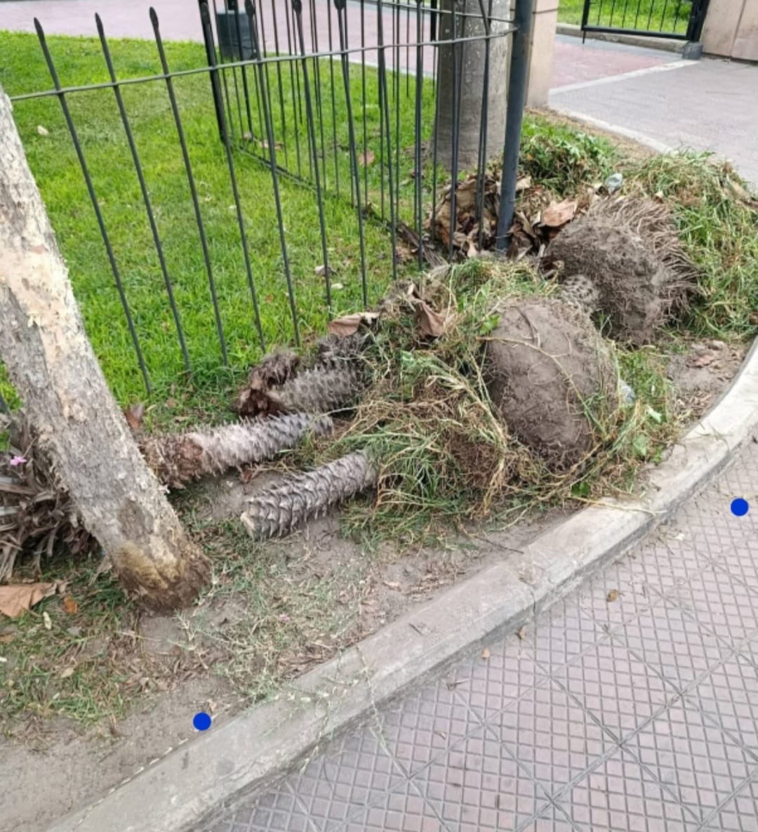 Revocatoria Miraflores tweet media