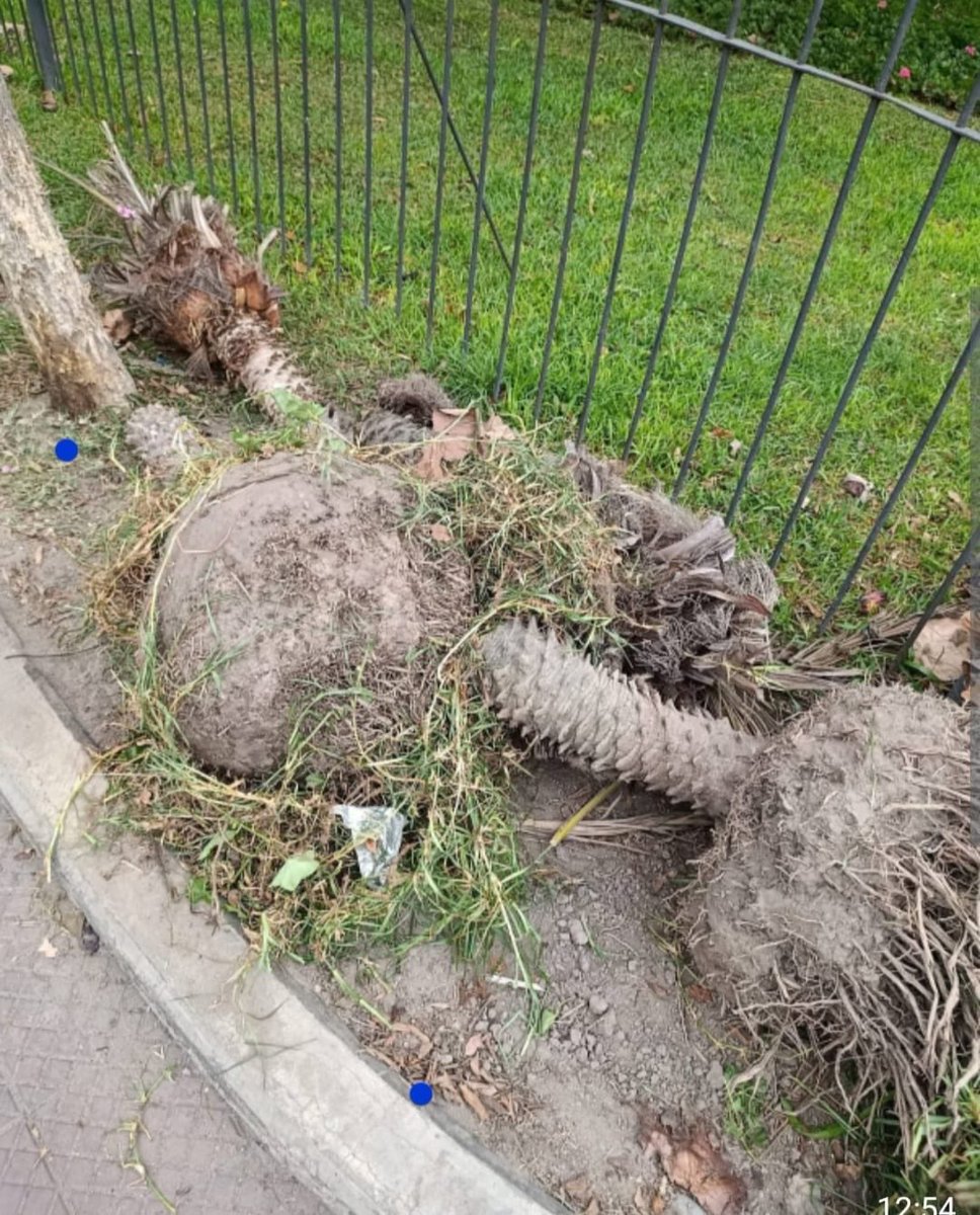 Con Uds. las otrora vivas y sanas palmeras del Óvalo de Miraflores, hoy muertas. 

Otro logro del peor alcalde de la historia del distrito y su partido. 

#Miraflores #OvaloDeMiraflores #RenovacionMedieval #CarlosCanales