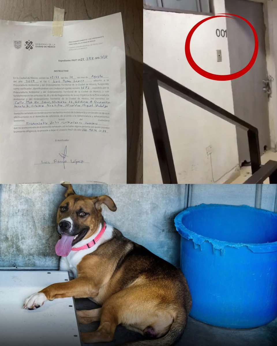 .<a href="/FiscaliaCDMX/">Fiscalía CDMX</a> 🚨Difundir
En la colonia Miguel Hidalgo, en la Ciudad de México, hay un departamento que los vecinos ya no pueden ignorar.

No es algo nuevo. No es un caso reciente. Según relatan, las denuncias comenzaron desde 2024. Han llamado. Han reportado. Han insistido. Y,