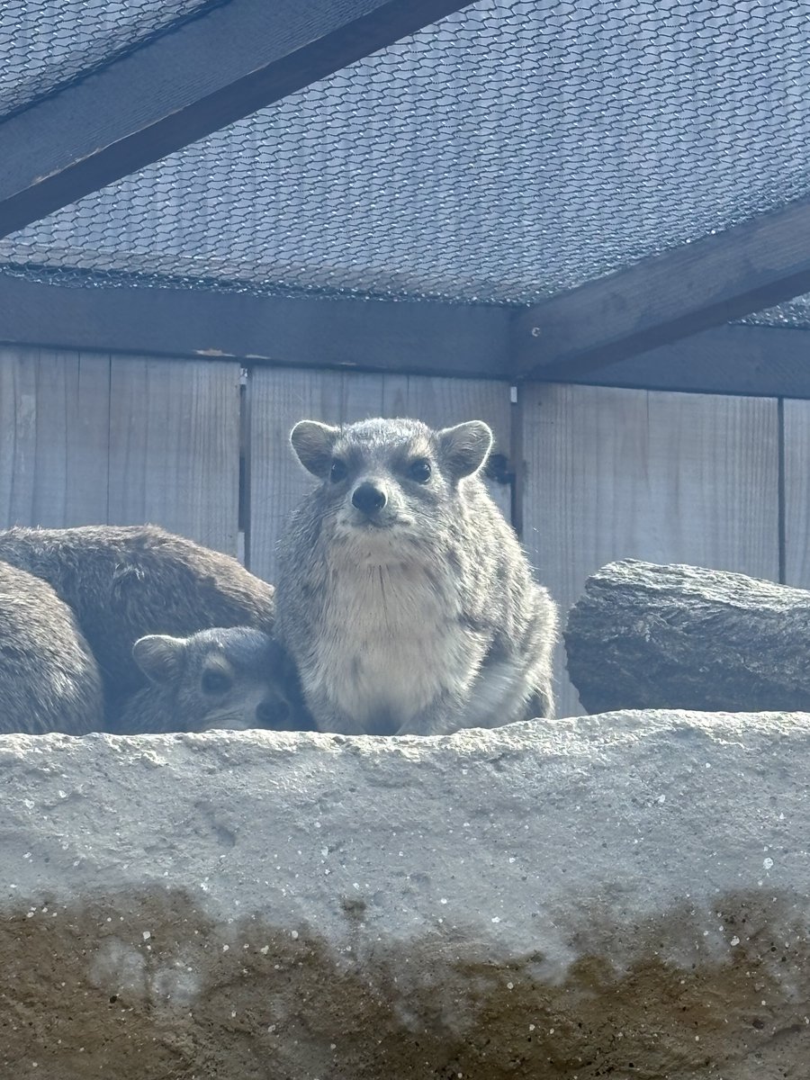 leafoflavender's tweet photo. #キボシイワハイラックス
#bushhyrax 
#ハイラックス
#hyrax 
#埼玉県こども動物自然公園 https://t.co/JB9na97MsR