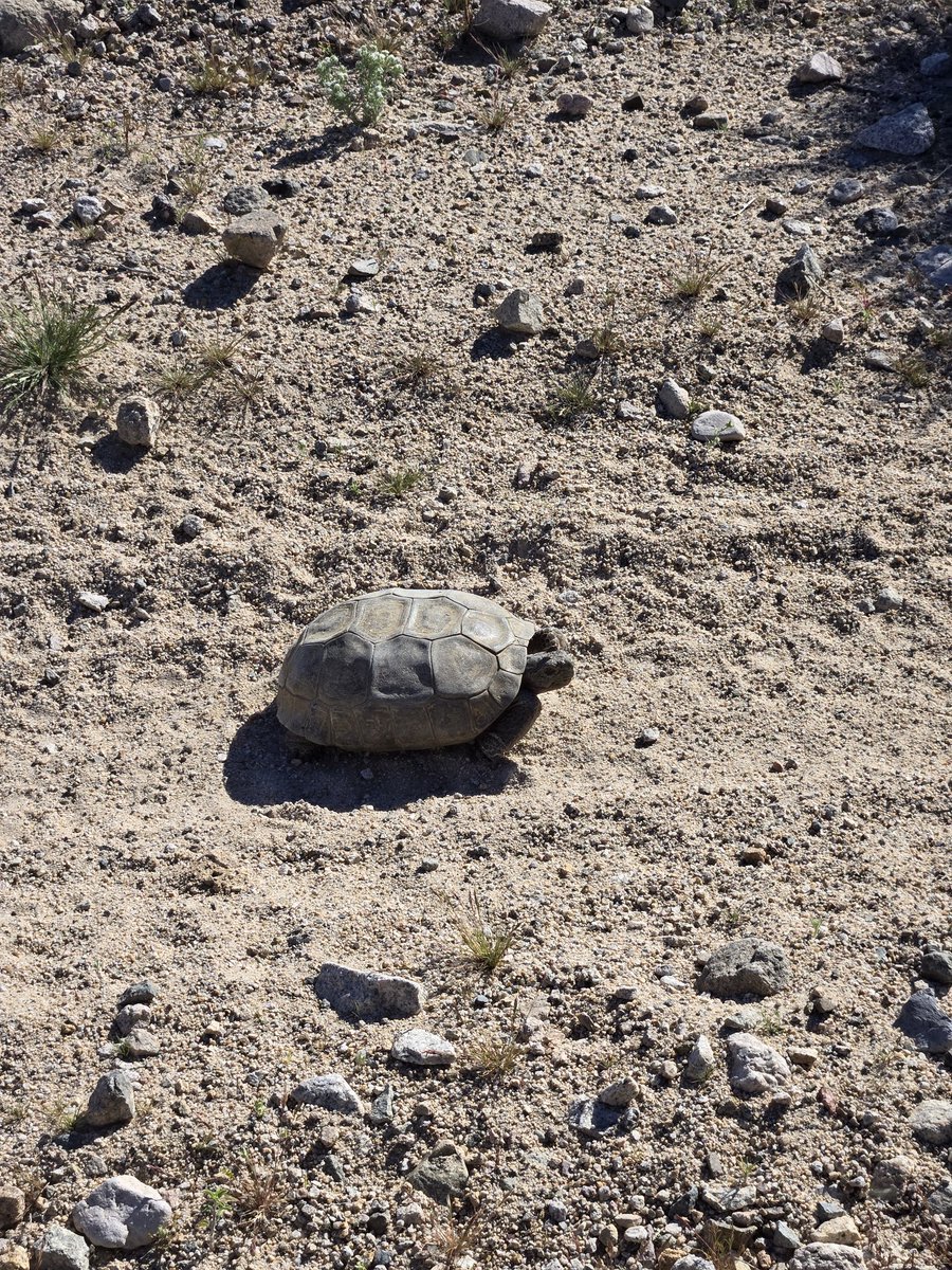 chrishert1's tweet photo. Got out to enjoy  the Mojave desert this afternoon. https://t.co/1CkwajiM95