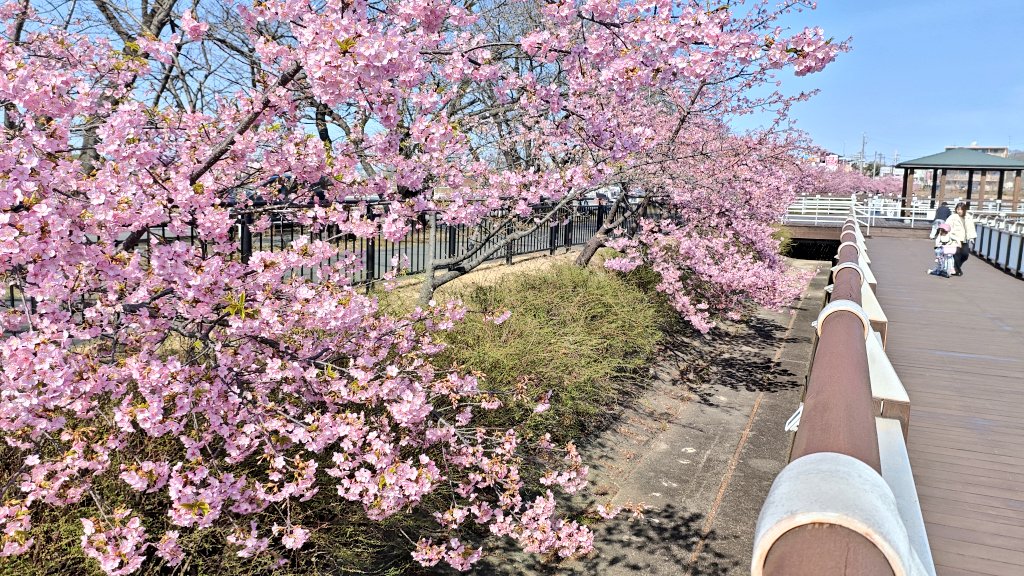 近くの公園で河津桜が咲いてたので歩いてきましたー🚶🏻🌸