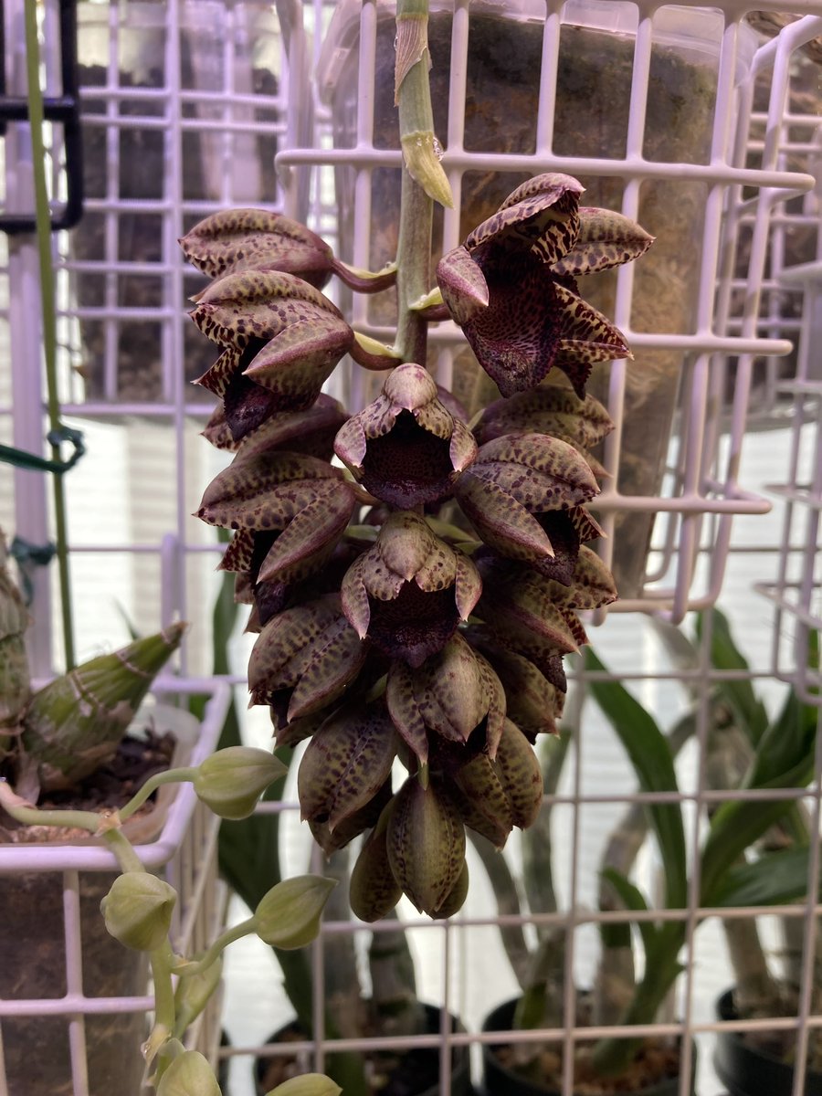 北条早雲@タケノコ蘭沼 (@chakky12031020) / Posts / X