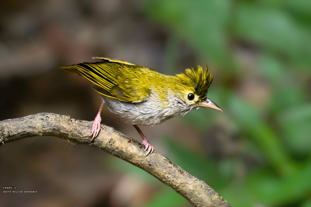 Dr.Rumbo! tweet media