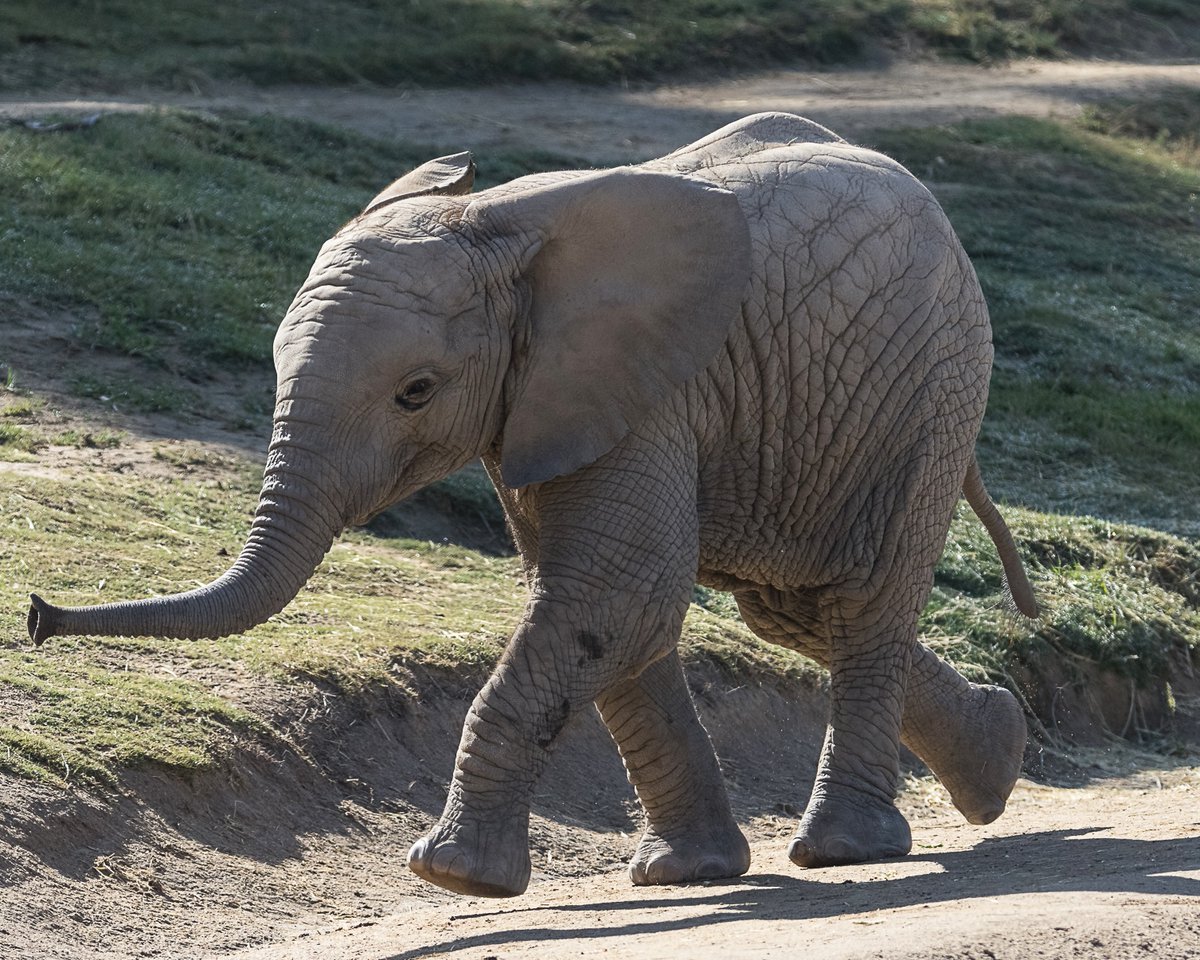 sandiegozoo's tweet photo. See Kaia grow 🐘

Born in September 2018, Kaia, short for Mkhaya, is now 7 years old, but is still the baby of the herd. From first steps to strong strides, this little lady has become a fearless spitfire, always the first to dive trunk-first into a new adventure. 

See Kaia and the rest of the Safari Park herd at Elephant Valley, opening March 5 at noon.