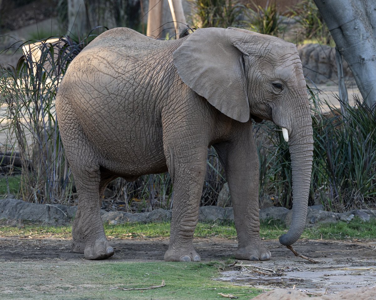 sandiegozoo's tweet photo. See Kaia grow 🐘

Born in September 2018, Kaia, short for Mkhaya, is now 7 years old, but is still the baby of the herd. From first steps to strong strides, this little lady has become a fearless spitfire, always the first to dive trunk-first into a new adventure. 

See Kaia and the rest of the Safari Park herd at Elephant Valley, opening March 5 at noon.
