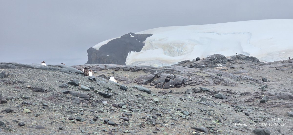 LissaKay - Can't stop the signal, Mal tweet media