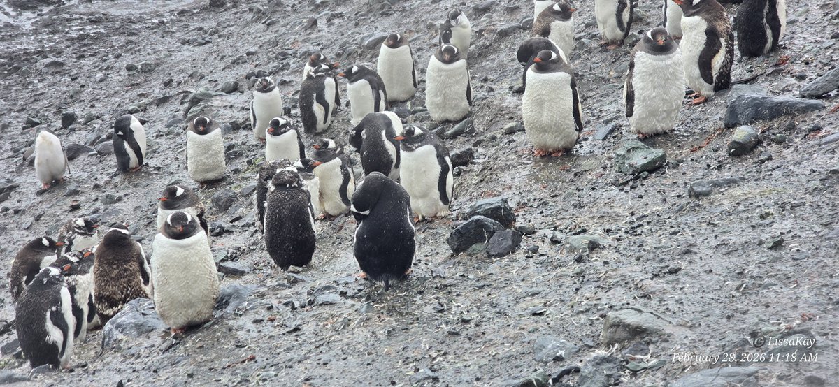 LissaKay - Can't stop the signal, Mal tweet media