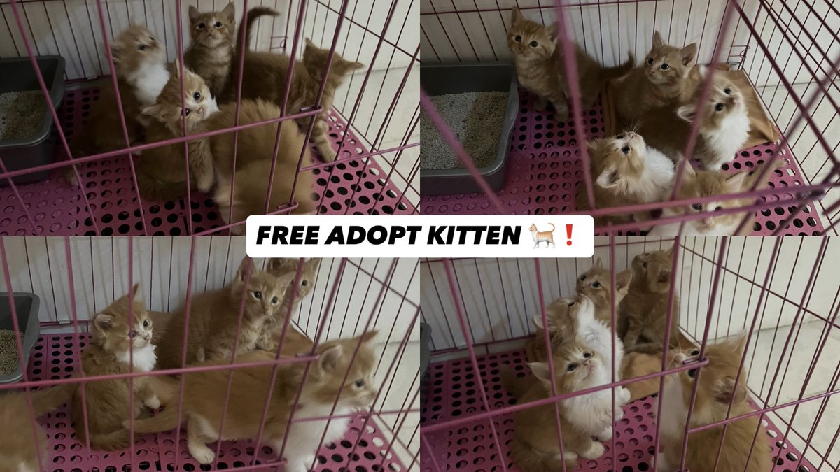 beatrice tweet media