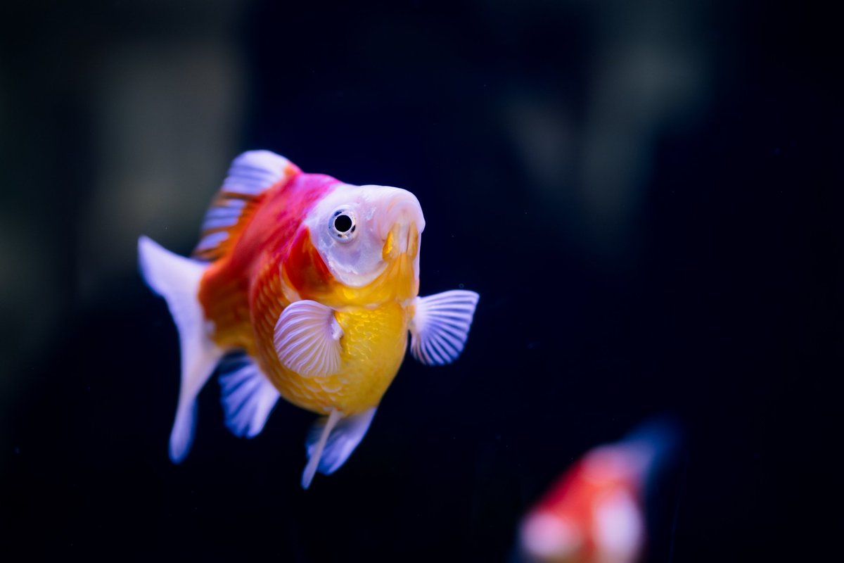 いるるいめめい tweet media