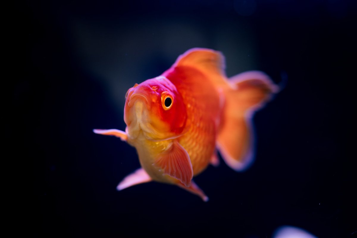 いるるいめめい tweet media