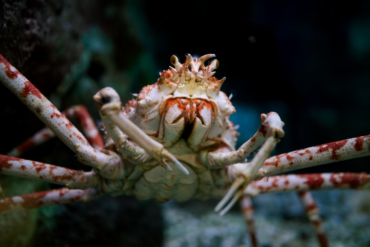 いるるいめめい tweet media