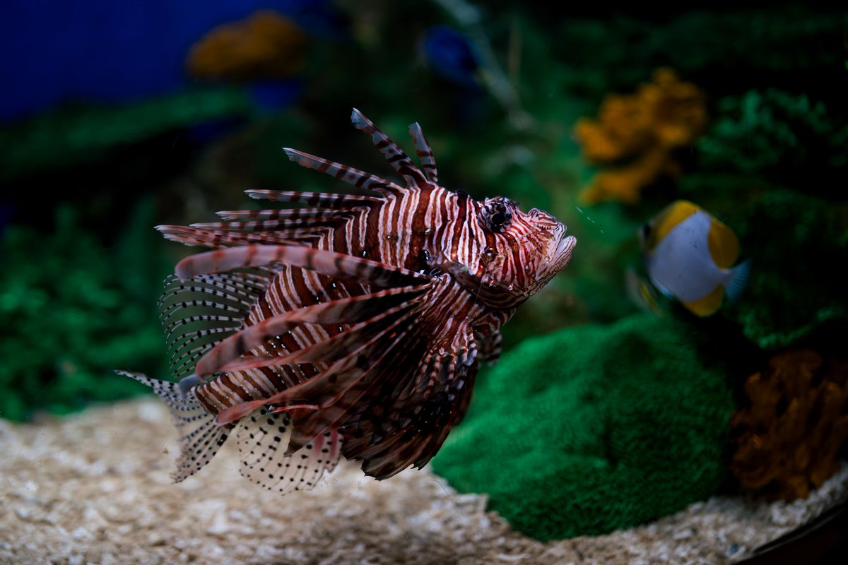 いるるいめめい tweet media