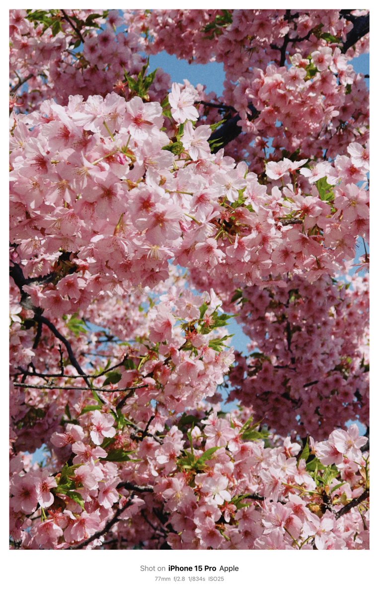 takahiro_vlog3's tweet image. 🇯🇵🌸
Saigoyama Park x Kawazu Cherry Blossoms
#SaigoyamaPark #CherryBlossoms #SpringInTokyo #Sakura #Daikanyama