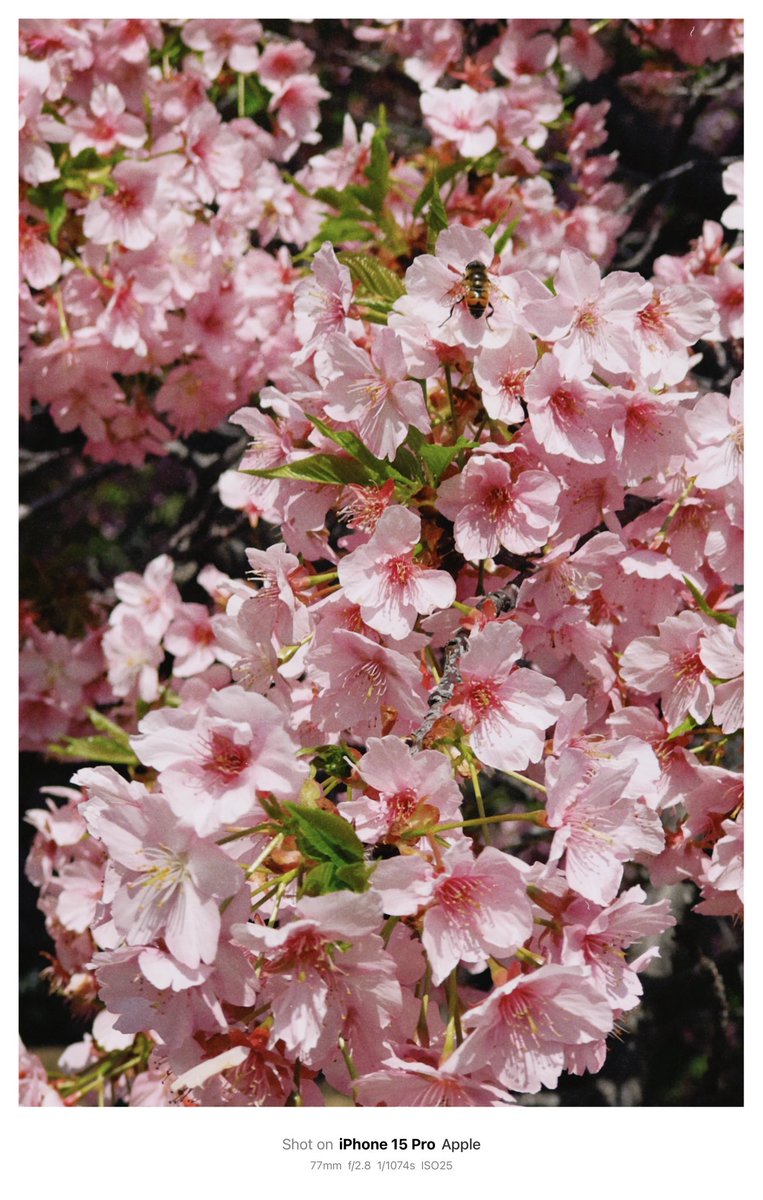takahiro_vlog3's tweet image. 🇯🇵🌸
Saigoyama Park x Kawazu Cherry Blossoms
#SaigoyamaPark #CherryBlossoms #SpringInTokyo #Sakura #Daikanyama
