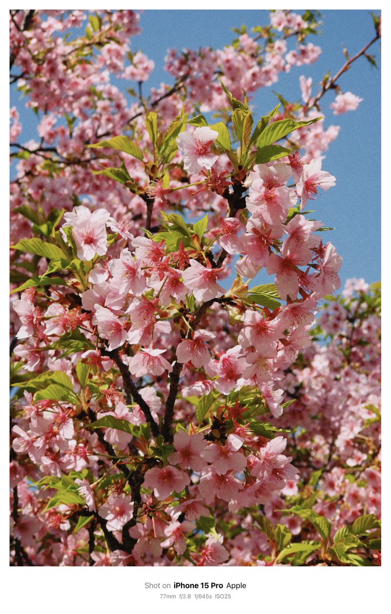 takahiro_vlog3's tweet image. 🇯🇵🌸
Saigoyama Park x Kawazu Cherry Blossoms
#SaigoyamaPark #CherryBlossoms #SpringInTokyo #Sakura #Daikanyama