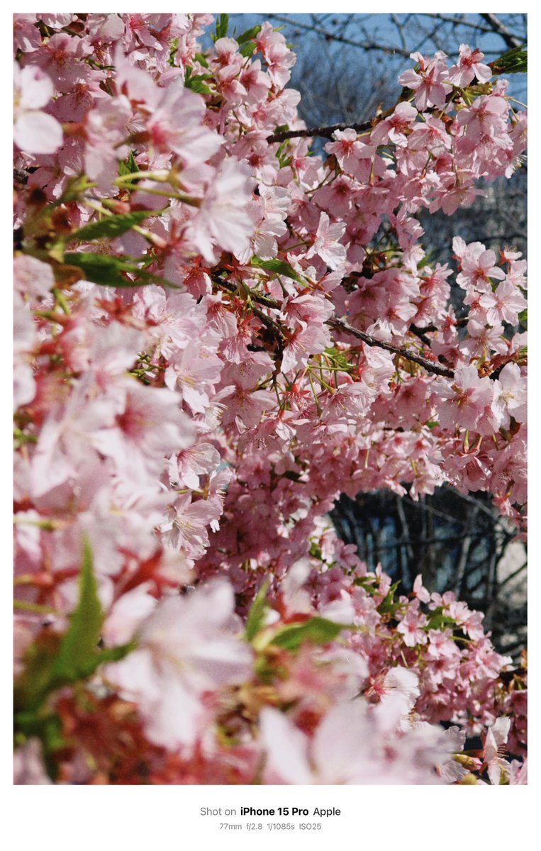 takahiro_vlog3's tweet image. 🇯🇵🌸
Saigoyama Park x Kawazu Cherry Blossoms
#SaigoyamaPark #CherryBlossoms #SpringInTokyo #Sakura #Daikanyama