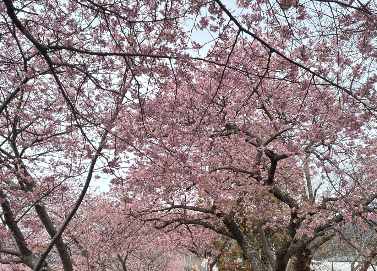 2525Raven's tweet photo. 河津桜 https://t.co/JORui4EYFn