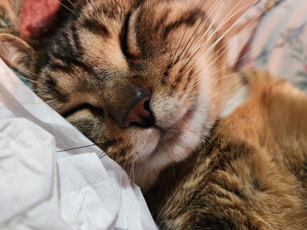 the queen of string style tweet media