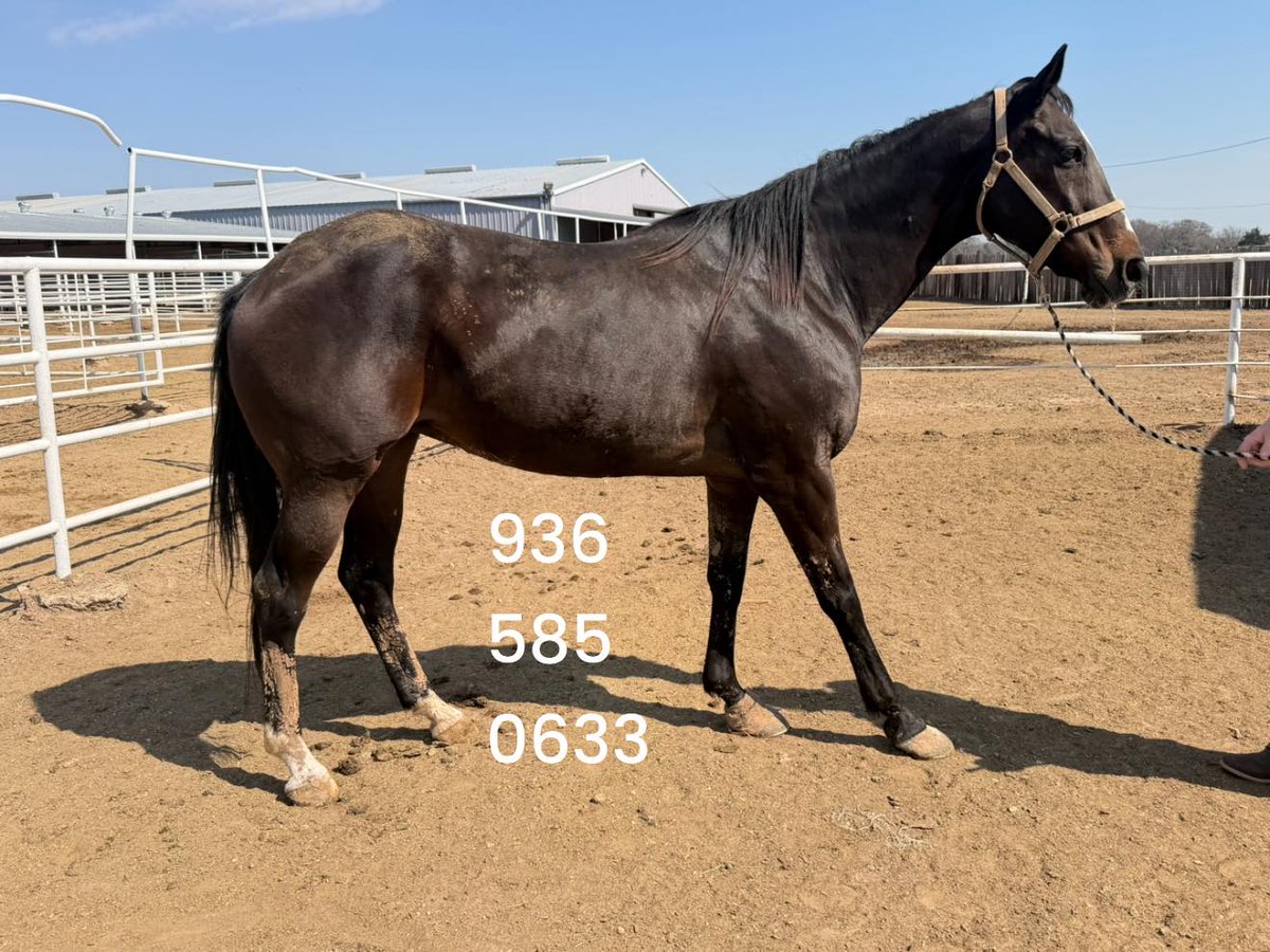 RACEFund's tweet photo. 😡💔🙏🙏👉Whoever did this to Sod Goddess (LA) ought to be ashamed of themselves. If you are in the thoroughbred industry, you should not be allowed to or have the privilege of owning or breeding a thoroughbred again. This mare is also tore behind and has an infection. Look at her horrendous feet. She can barely walk. The cruelty and neglect that many  thoroughbred mares suffer has got to stop. 🛑This beautiful mare by Fusaichi Pegasus should not have ended up like this at 16 years old. No thoroughbred should. All thoroughbreds deserve protection and safety. 
@jockeyclub @theTDN @LightUpRacing @RepoleStable @PatCummingsNTA @BreedersCup @louisianabred @KateMaddenSC  @EponaInitiative