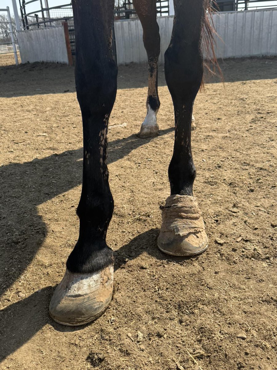 RACEFund's tweet photo. 😡💔🙏🙏👉Whoever did this to Sod Goddess (LA) ought to be ashamed of themselves. If you are in the thoroughbred industry, you should not be allowed to or have the privilege of owning or breeding a thoroughbred again. This mare is also tore behind and has an infection. Look at her horrendous feet. She can barely walk. The cruelty and neglect that many  thoroughbred mares suffer has got to stop. 🛑This beautiful mare by Fusaichi Pegasus should not have ended up like this at 16 years old. No thoroughbred should. All thoroughbreds deserve protection and safety. 
@jockeyclub @theTDN @LightUpRacing @RepoleStable @PatCummingsNTA @BreedersCup @louisianabred @KateMaddenSC  @EponaInitiative