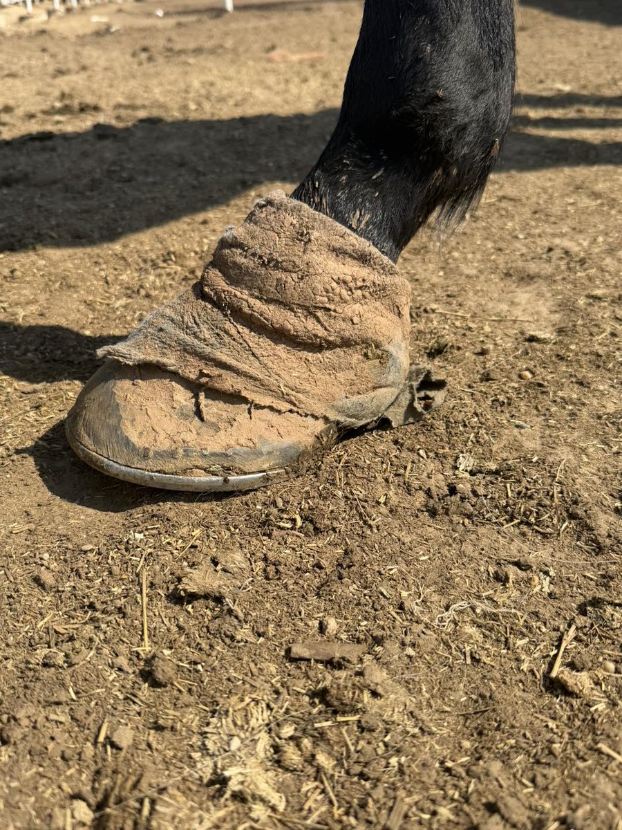 RACEFund's tweet photo. 😡💔🙏🙏👉Whoever did this to Sod Goddess (LA) ought to be ashamed of themselves. If you are in the thoroughbred industry, you should not be allowed to or have the privilege of owning or breeding a thoroughbred again. This mare is also tore behind and has an infection. Look at her horrendous feet. She can barely walk. The cruelty and neglect that many  thoroughbred mares suffer has got to stop. 🛑This beautiful mare by Fusaichi Pegasus should not have ended up like this at 16 years old. No thoroughbred should. All thoroughbreds deserve protection and safety. 
@jockeyclub @theTDN @LightUpRacing @RepoleStable @PatCummingsNTA @BreedersCup @louisianabred @KateMaddenSC  @EponaInitiative