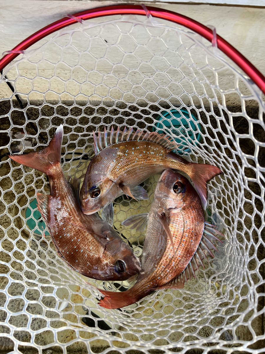 🐟つりばか3号　瀬戸内タイラバYouTuber tweet media