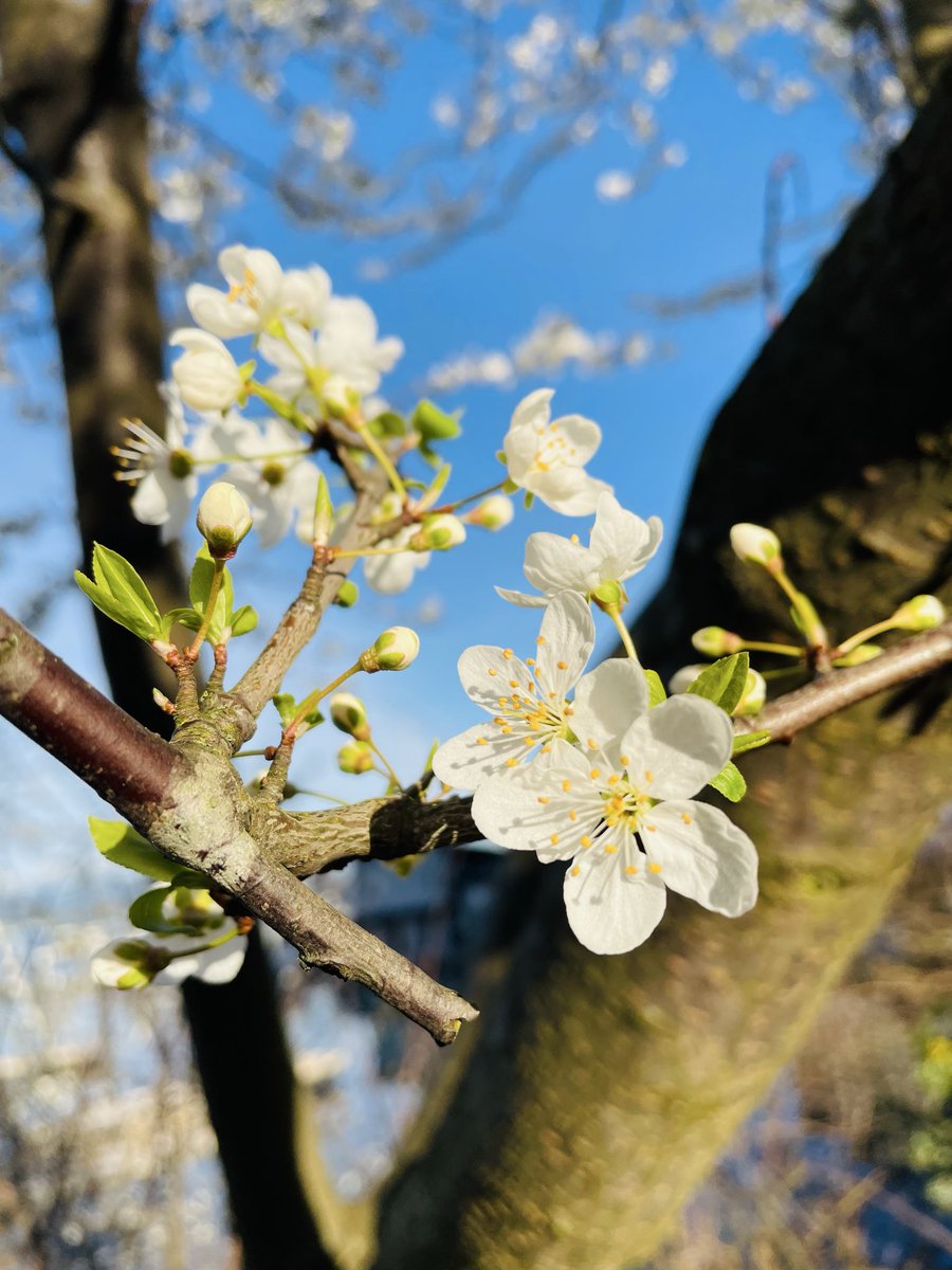 Though beauty is always welcome, (cherry) blossoms in the middle of Winter may be a sign of a warming planet.

#canada #earth #climatechange #pollution #sustainability #SusTAINcentre #GreenWeek #RamosFortier

📸: Ramos &amp; Fortier. Taken at Stanley Park, Vancouver, BC; 28 Feb 2026.