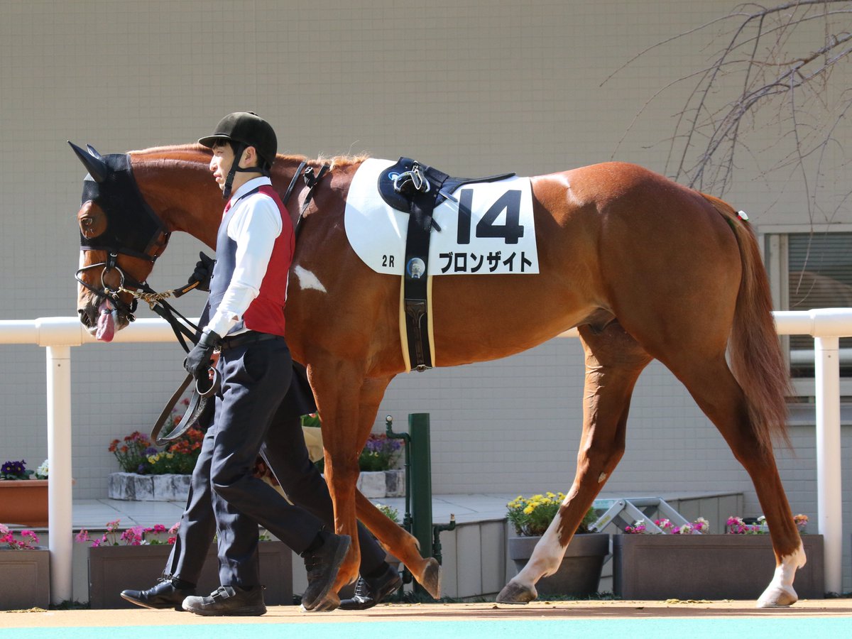 26.3.1 阪神2R ブロンザイト(2)