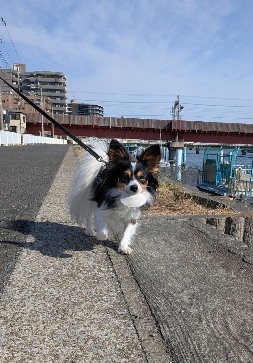 今日は、綺麗な貝殻見つけてひろったよ！！
#パピヨン #貝パピ