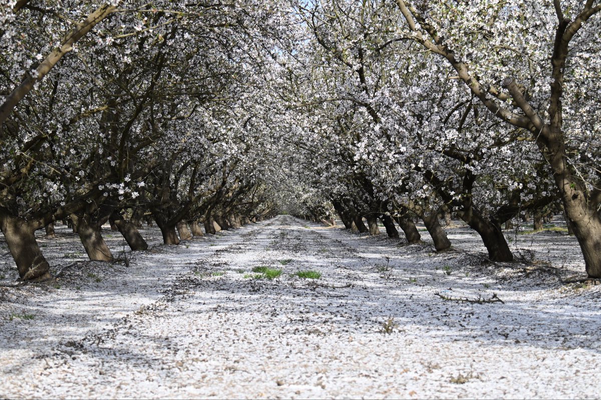 ktezugon's tweet photo. 雪じゃないんです　#modesto #almond https://t.co/deadosecbh
